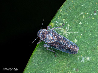Leafhopper (Cicadellidae) - P6078534