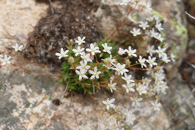 spotted saxifrage