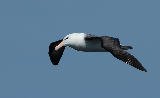 Black browed Albatross