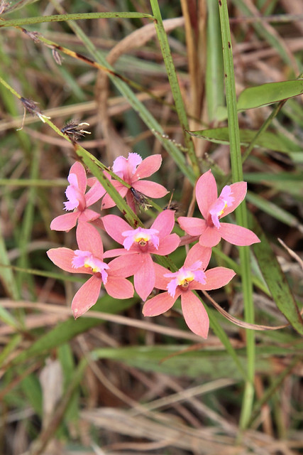 Epidendrum holstii (Orchidaceae)