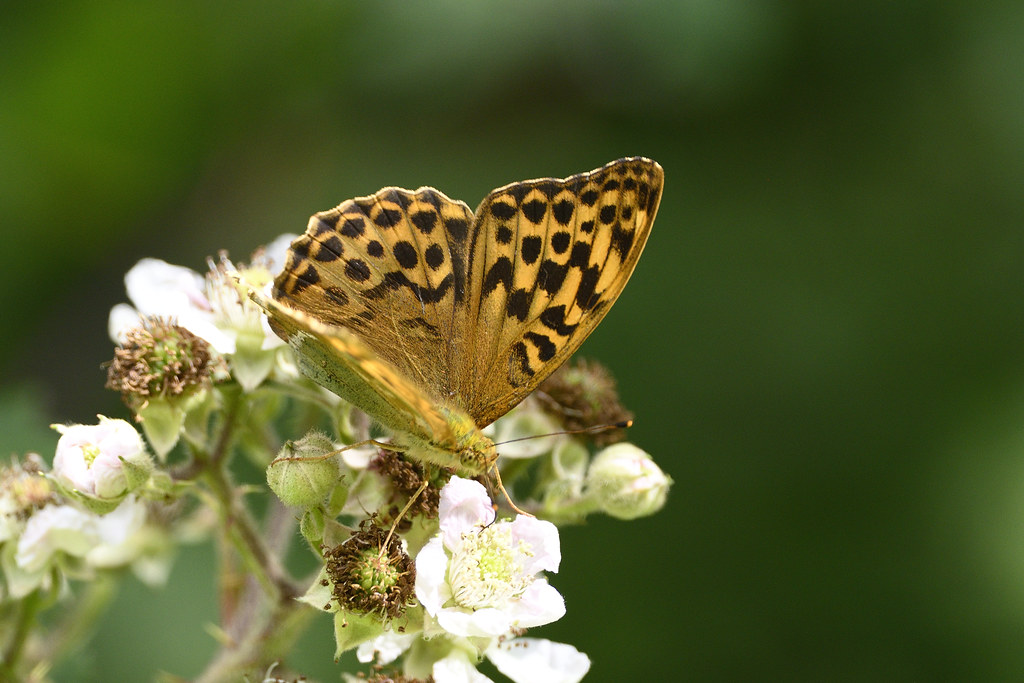 Silver-washed Fritillary,   Argynnis paphia Foxley 2