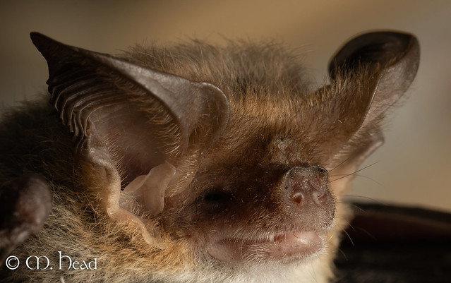 Lesser Long-eared Bat (Nyctophilus geoffroyi)