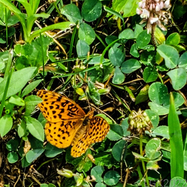 Pearl Crescent Butterfly on Clover