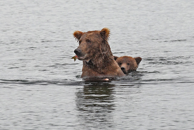 Brown Bear Sow And Cub