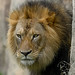 			<p><a href="https://www.flickr.com/people/154721682@N04/">Joseph Deems</a> posted a photo:</p>
	
<p><a href="https://www.flickr.com/photos/154721682@N04/52222371541/" title="Kajani - male Lion"><img src="https://live.staticflickr.com/65535/52222371541_d1a9fbc663_m.jpg" width="208" height="240" alt="Kajani - male Lion" /></a></p>

<p>Dallas Zoo</p>