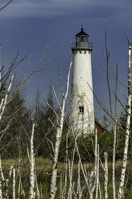 Tawas Pointe Lighthouse with dead birch