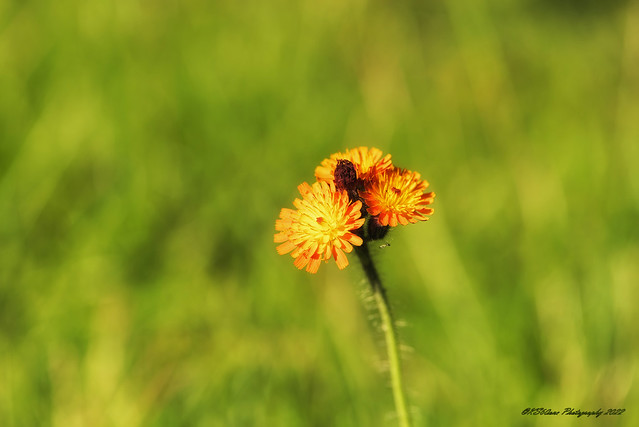 ...  wildflower/ Wildblume / 01157 ...