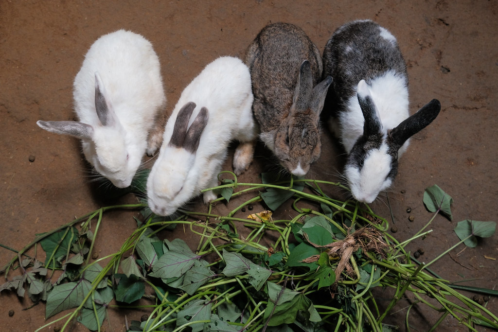 Flickr Rabbit Farm Yangambi Engagement Landscape | Rabbits at the pilot farm in… | Flickr