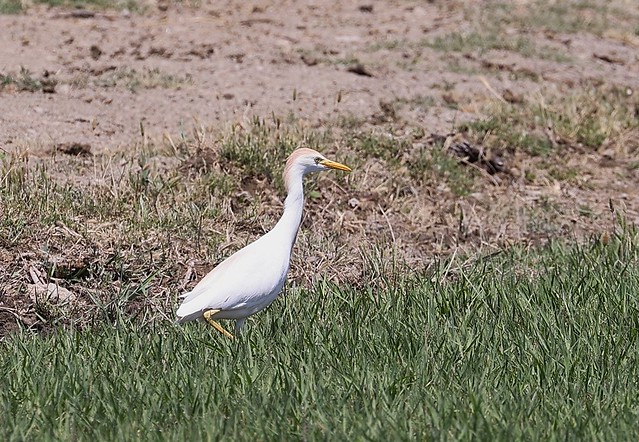 Kohejre (Western Cattle Egret / Bubulcus ibis)