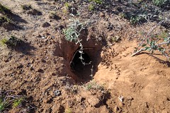 An aardvark burrow