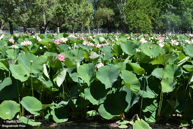 DSC_0435_Lotus flower pond