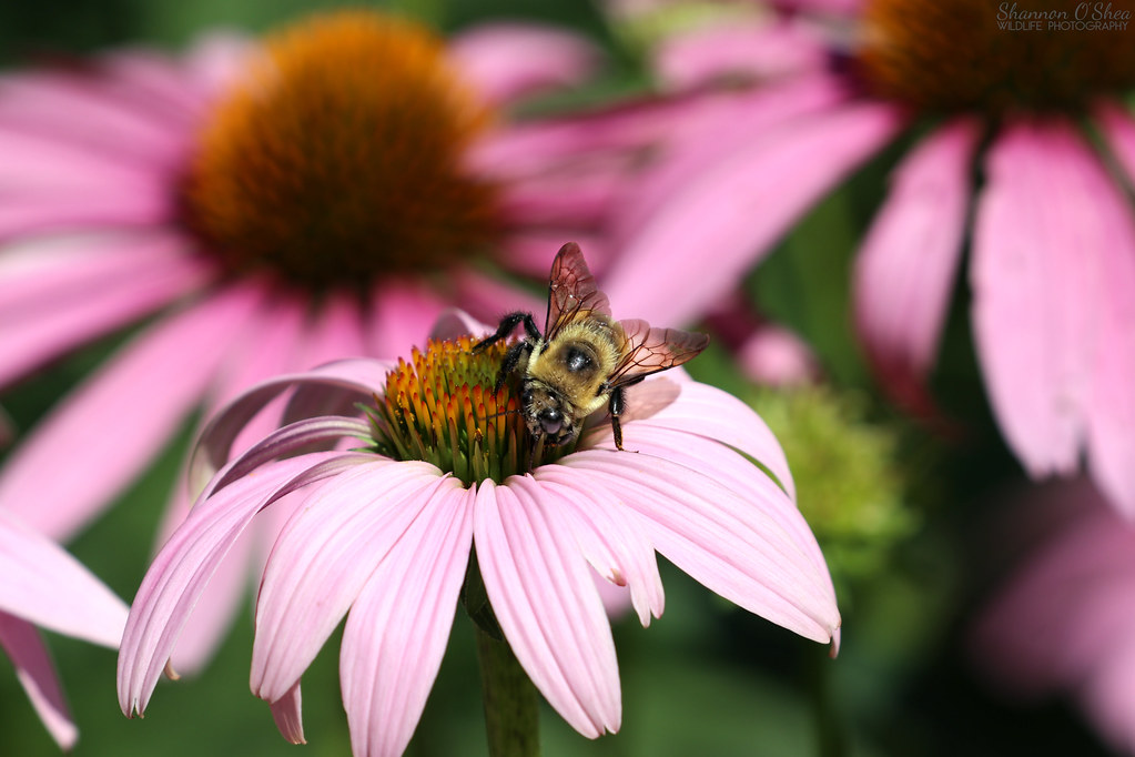 Bumblebee on Purple Coneflower