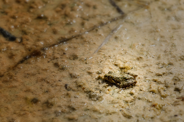 Tiny river frog