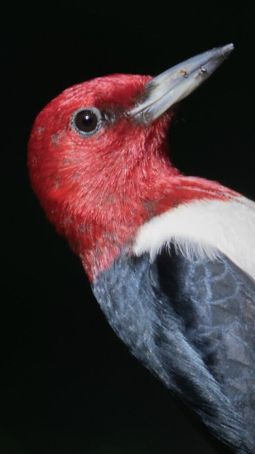 Red-headed Woodpecker - up close against the night sky
