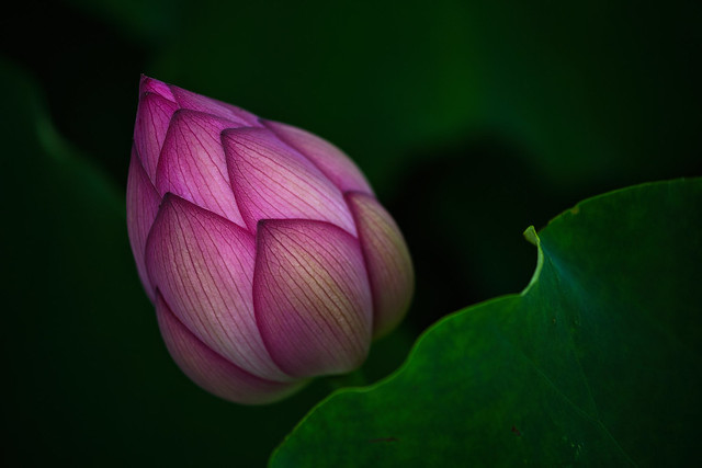 Lotus bud