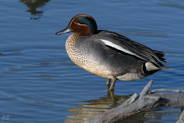 Eurasian Teal (male), Sarcelle d'hiver