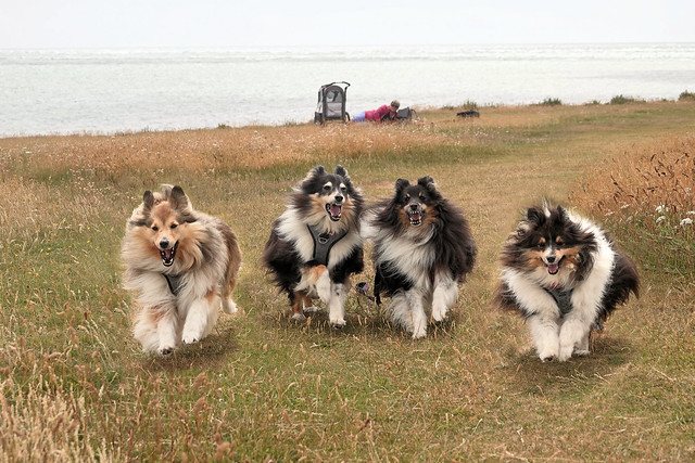 Sheltie`s Welcome
