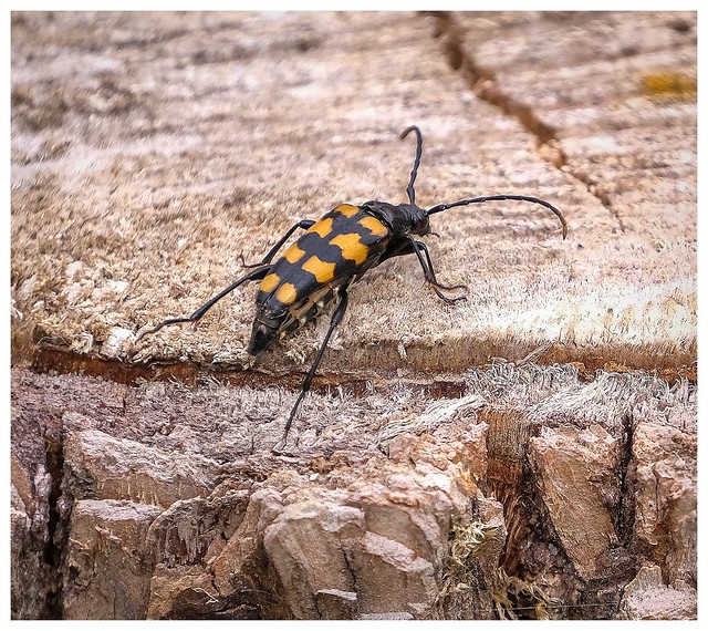 Four-banded Longhorn Beetle.