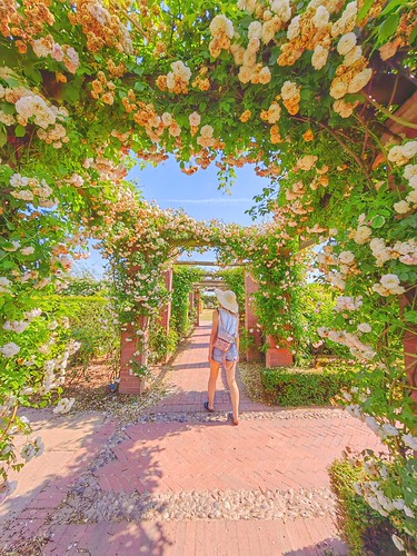 Dawid Austin Rose Garden | by cattan2011