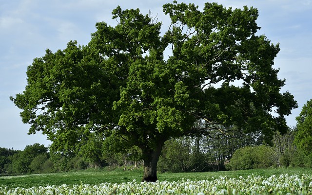 Pusteblumen (Taraxacum sp.) auf Klinks Wiese mit der Eiche (Quercus robur); Bergenhusen, Stapelholm (9)
