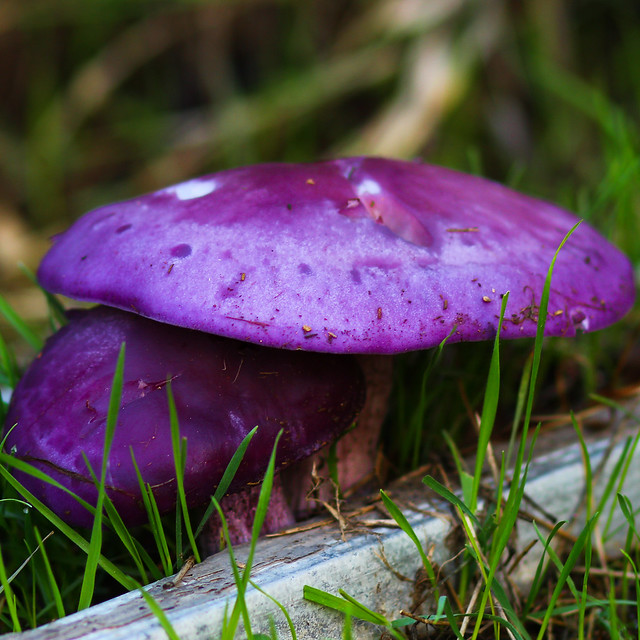 purple, poisonous