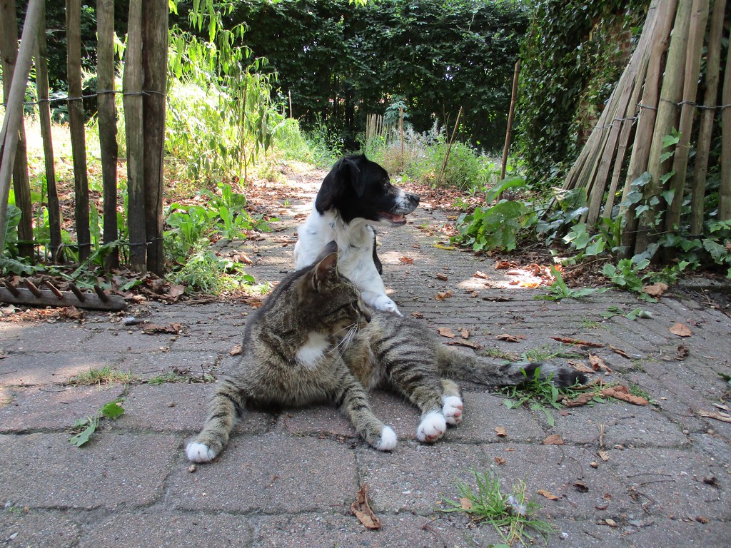 Beike & Puckie in the garden on a hot day.
