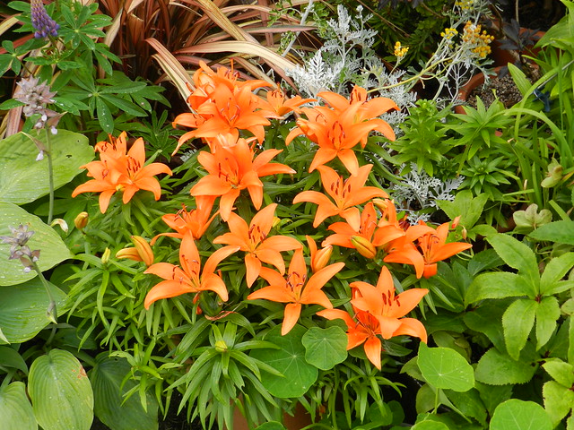 Colourful Lilies, Plockton, Wester Ross, June 2022