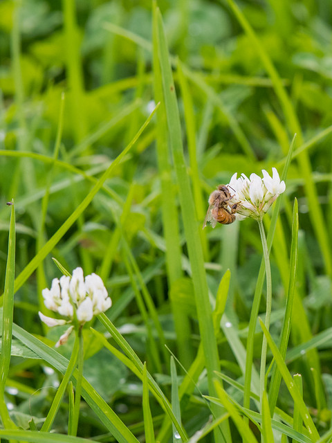 Honey bee pollinating the clover