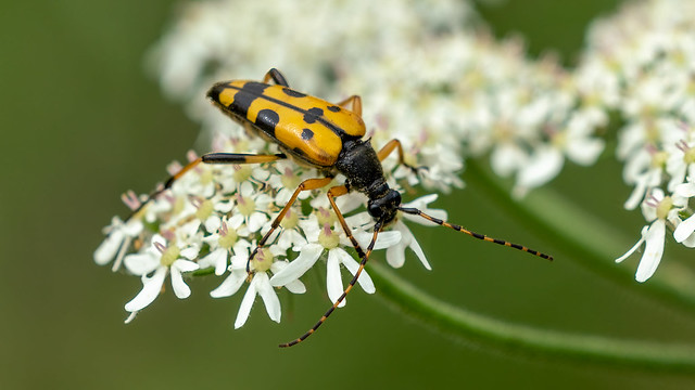 Black & yellow long horned beetle