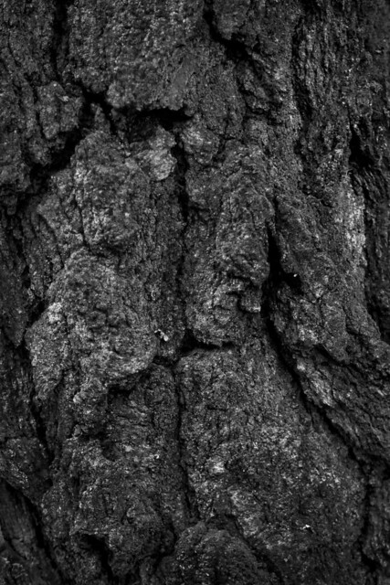 A tree of texture