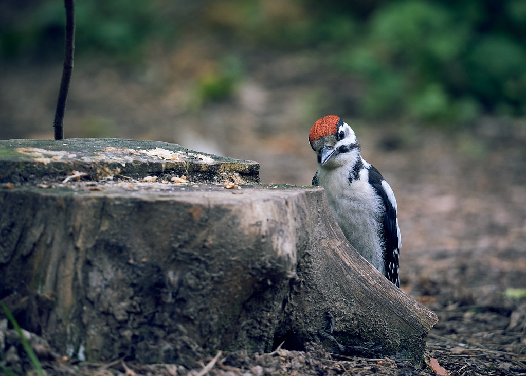The young Large spotted woodpecker