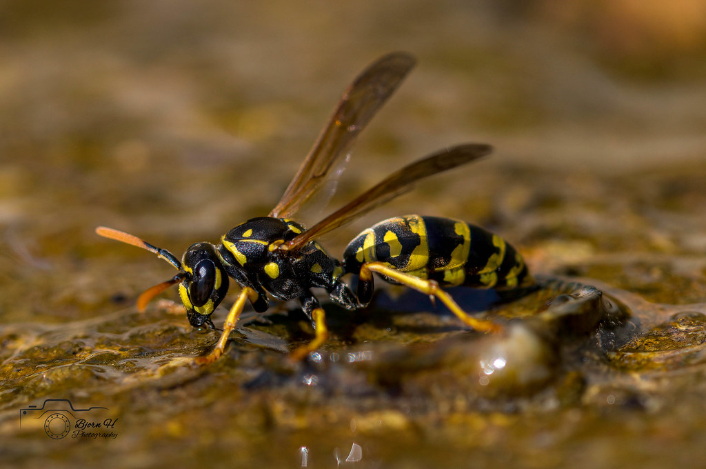 Frip Insect insects | Flickr