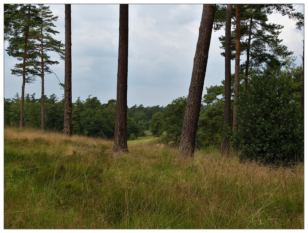 Landscape in nature area De Meinweg - Limburg