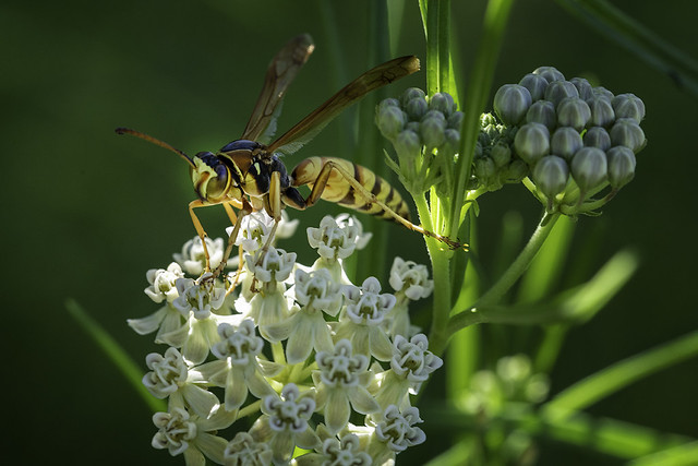 Wasp on Milkweed 2