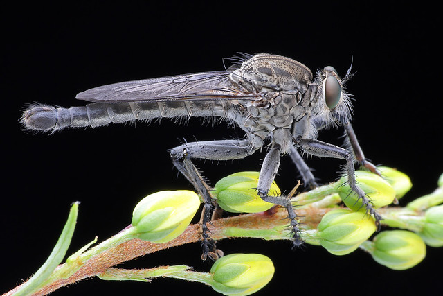 食蟲虻 Robber Fly