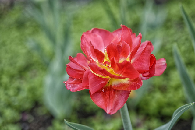 Canadian Tulip Festival 2022 / Festival canadien des tulipes 2022 (34)