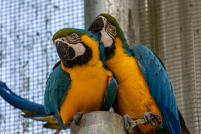 Loving Blue-and-yellow Macaw adult pair busy grooming each other in turns in a touching scene. While they are large, they are so adorable to watch