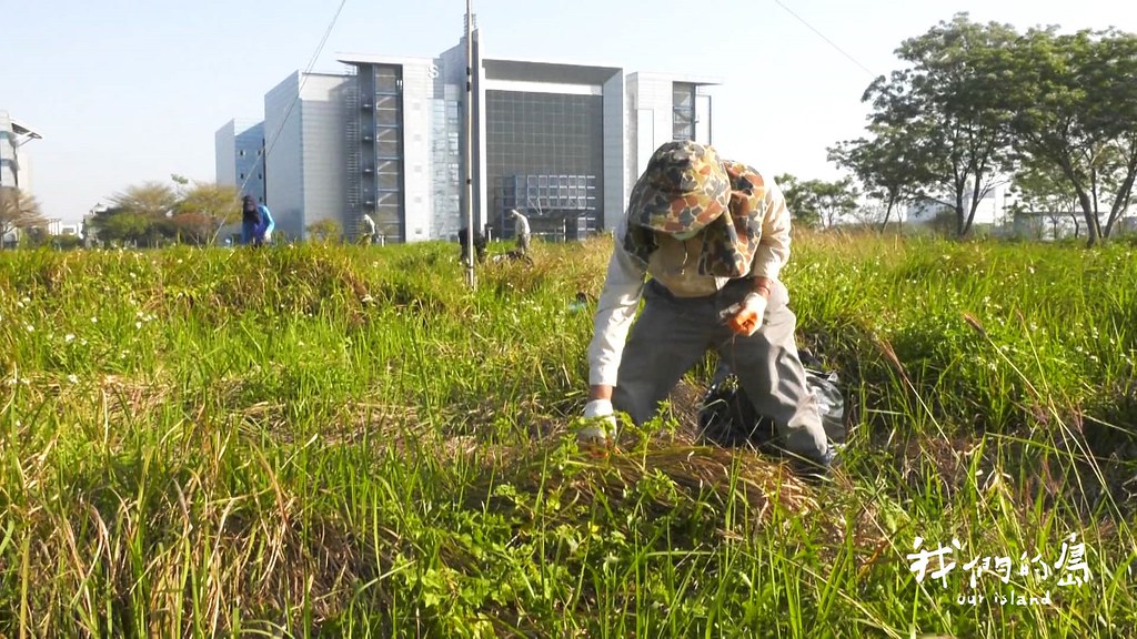 高雄市野鳥學會召集志工，開始移除外來種植物，讓白茅草可以生長。