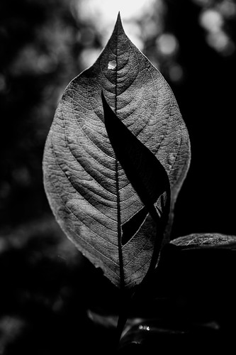 Leaf Lit | by Visual Records