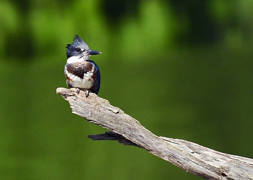 Belted Kingfisher - University of Rochester - © Alan Bloom - July 17, 2022