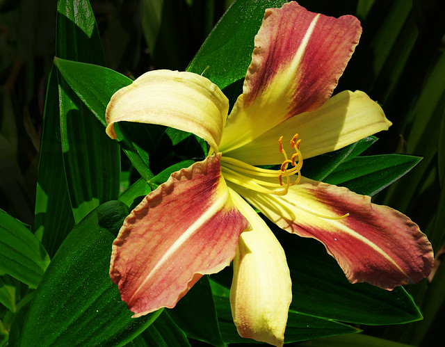 BROWN  AND YELLOW LILY