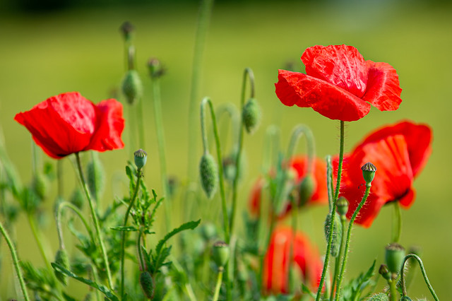 Poppies in the green