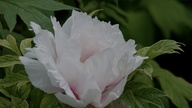 Remembering the peonies.