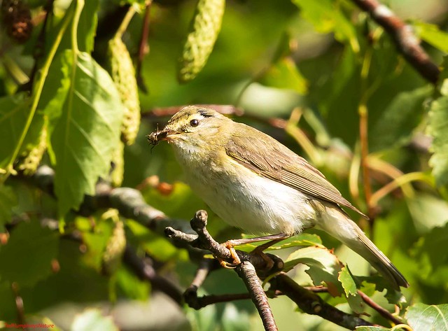 Willow Warbler and insect