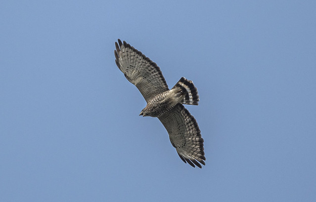 Broad-winged Hawk (Buteo platypterus)