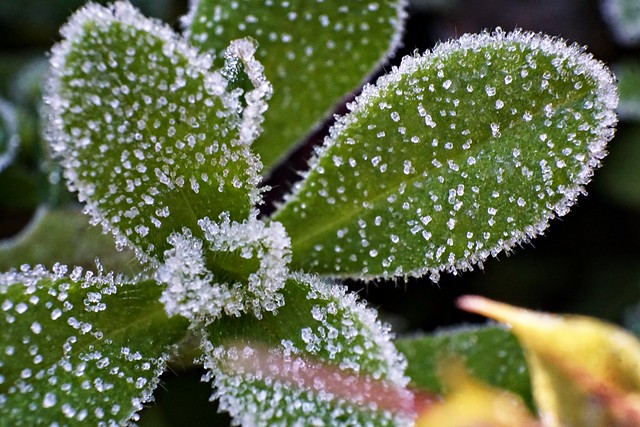 Macro shot of frost- on tiny leaves -Evidences for a Frosty Morning