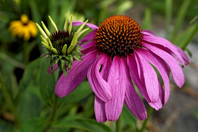 Coneflower (commonly called)_SAM2558