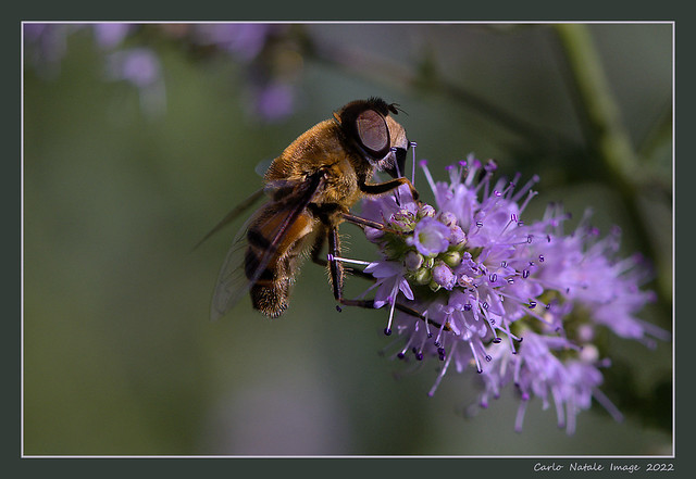 Bee on mint flower
