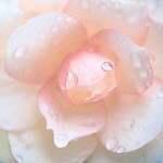 Begonia and Droplets