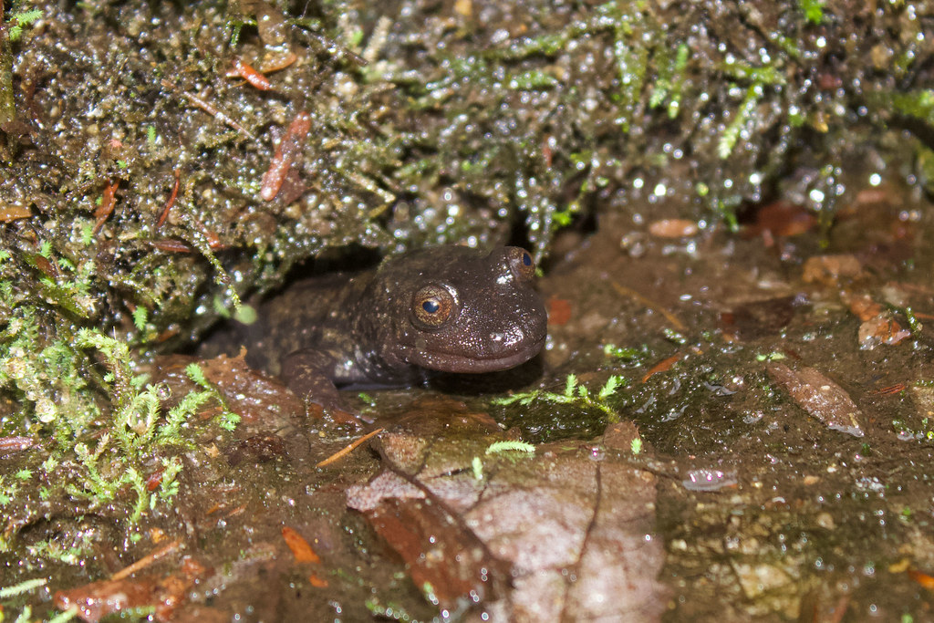 Southern Black-bellied Salamander (Desmognathus amphileucus)